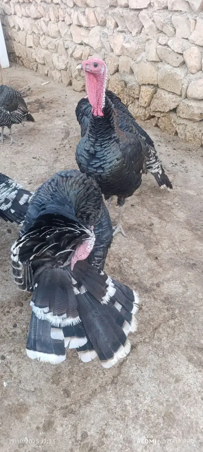 بوقلمون|حیوانات مزرعه|کوهدشت, |دیوار