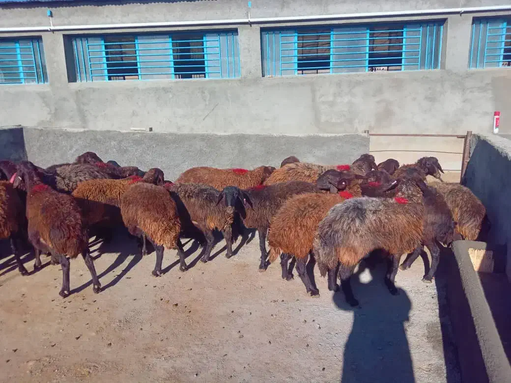 میش هترو و همو آبستن|حیوانات مزرعه|صحنه, |دیوار