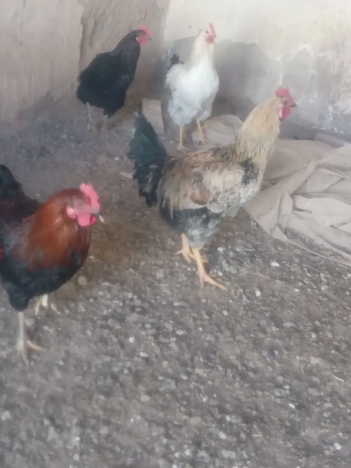 5تا خروس جوان به فروش میرسد.در مراغه هستن|پرنده|گیلوان, |دیوار