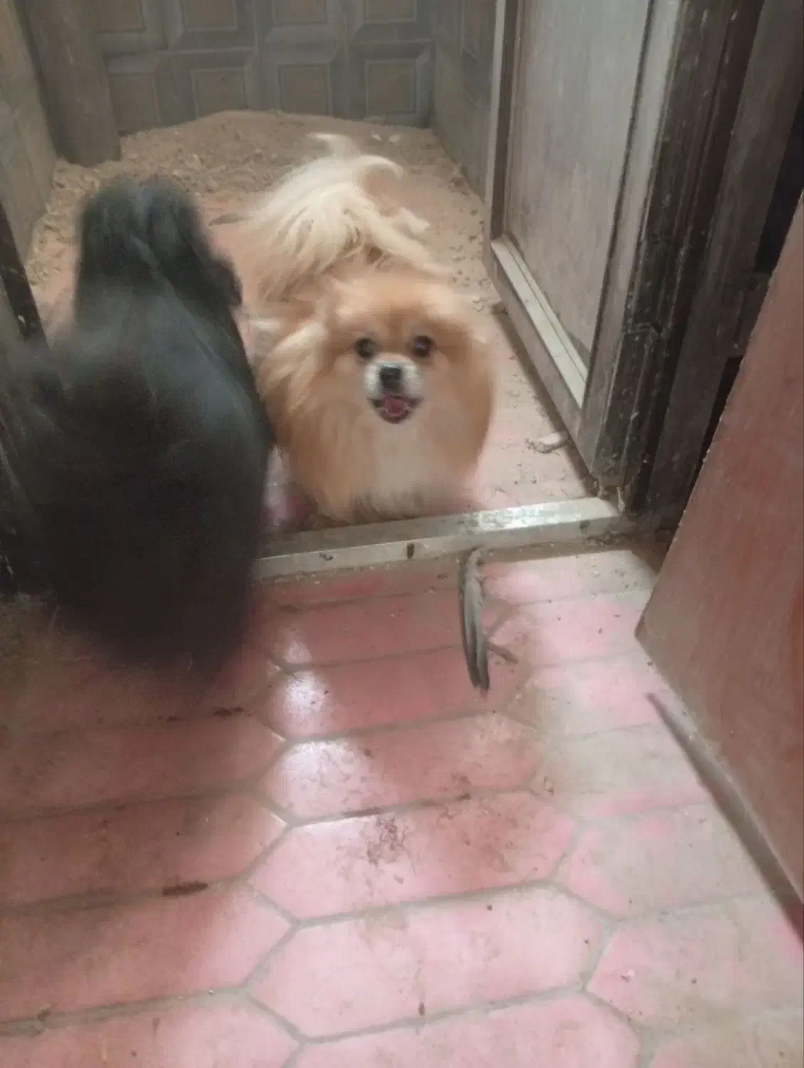 سگ پامر واگذاری|سگ|مشهد, امام خمینی|دیوار