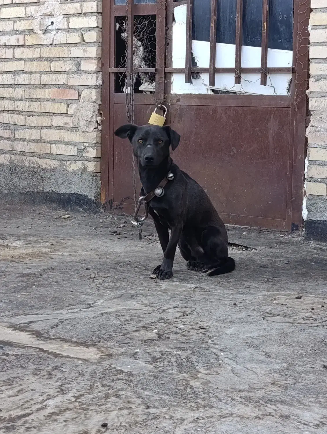 سگ نگهبان|سگ|رضویه, |دیوار