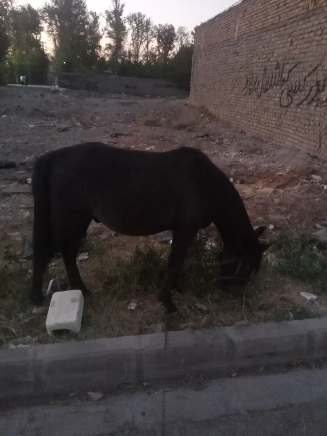 اسب|اسب و تجهیزات اسب‌سواری|مشکین‌دشت, |دیوار