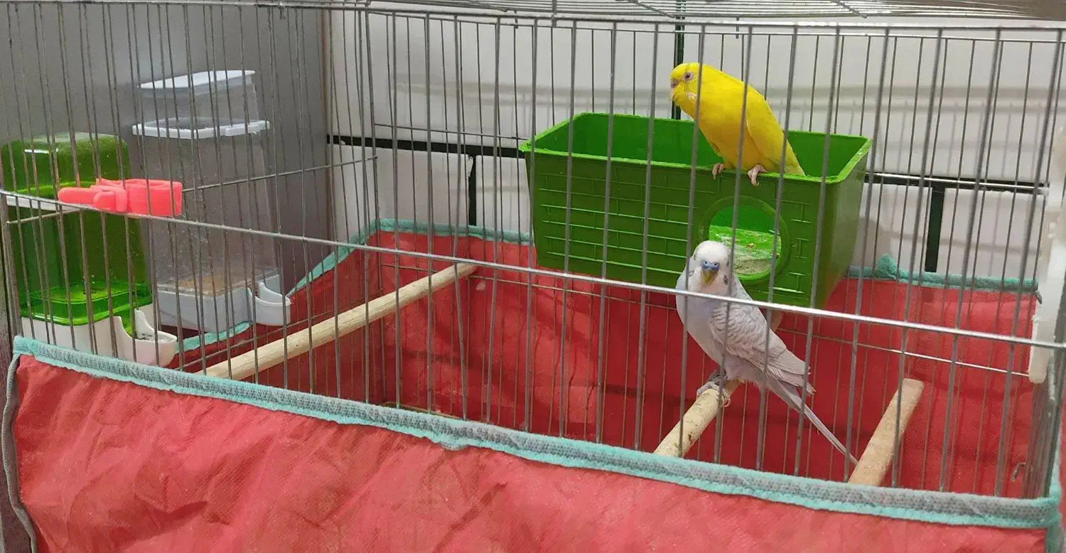 مرغ عشق|پرنده|شوشتر, |دیوار