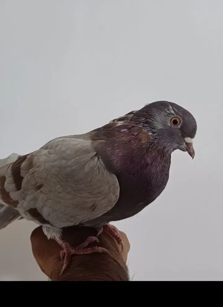 فروش فوری 23کبوتر همه نوع با جوجه هاش|پرنده|لنجان, |دیوار