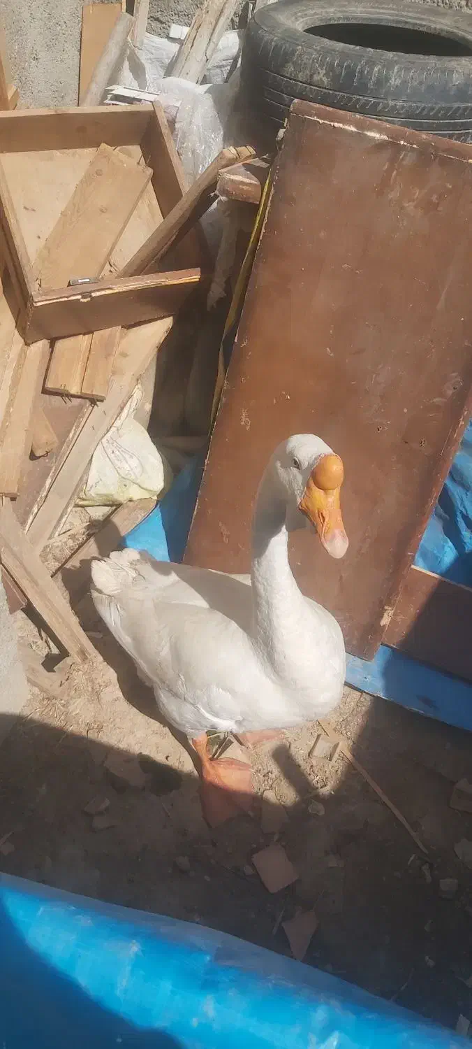 قوقاز|حیوانات مزرعه|گرگان, |دیوار