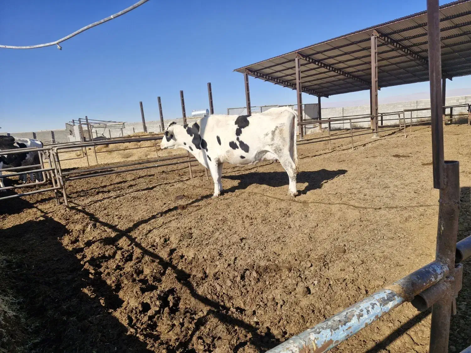 یک رس گاواوستن|حیوانات مزرعه|گلبهار, شهر جدید گلبهار|دیوار