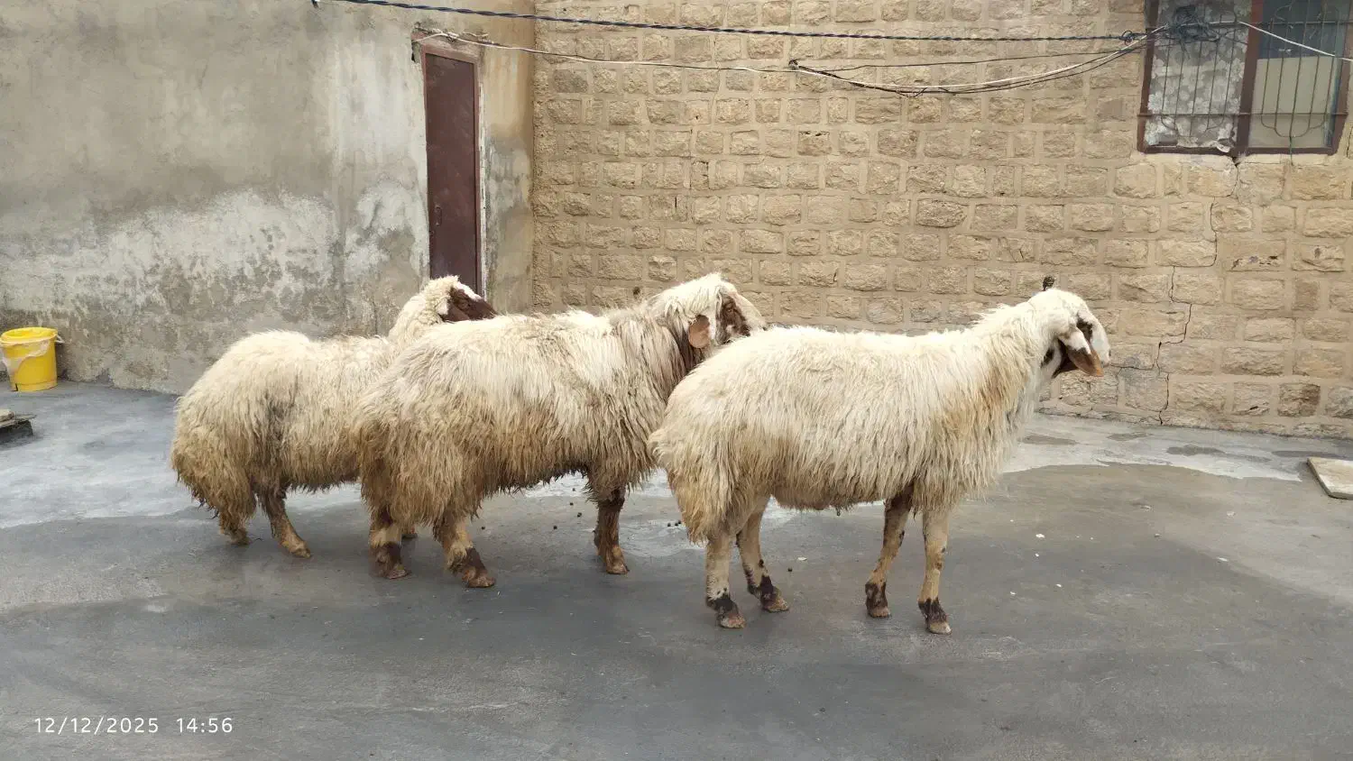 گوسفند و ورن|حیوانات مزرعه|زرنه, |دیوار