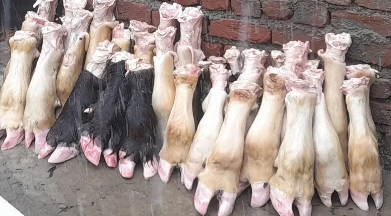 آلایش دامی|خوردنی و آشامیدنی|نقده, |دیوار