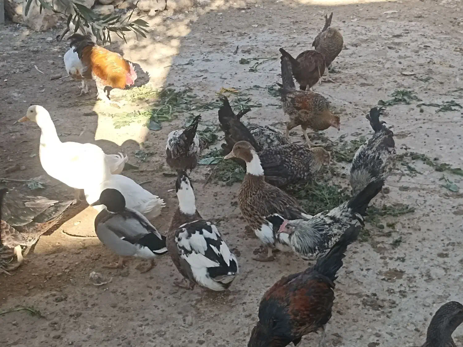 اردک محلی و پروازی|حیوانات مزرعه|ششده و قره بلاغ, |دیوار