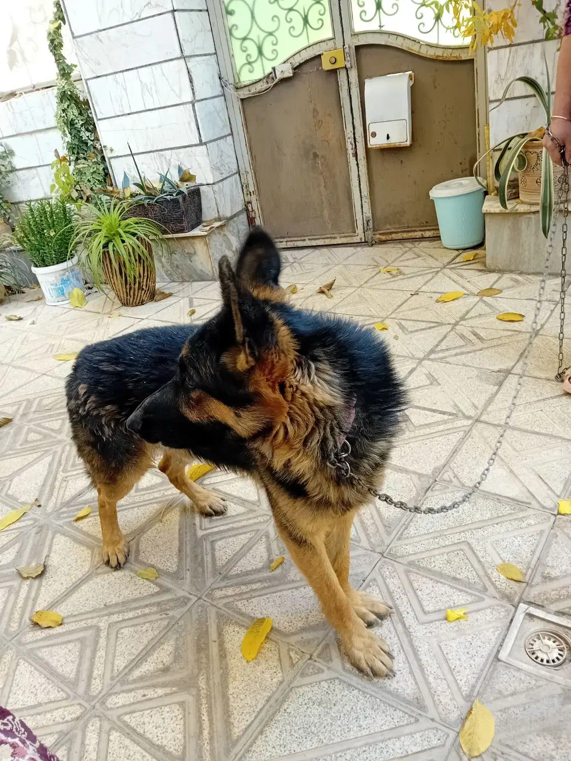 سگ نگهبانی|سگ|آرادان, |دیوار