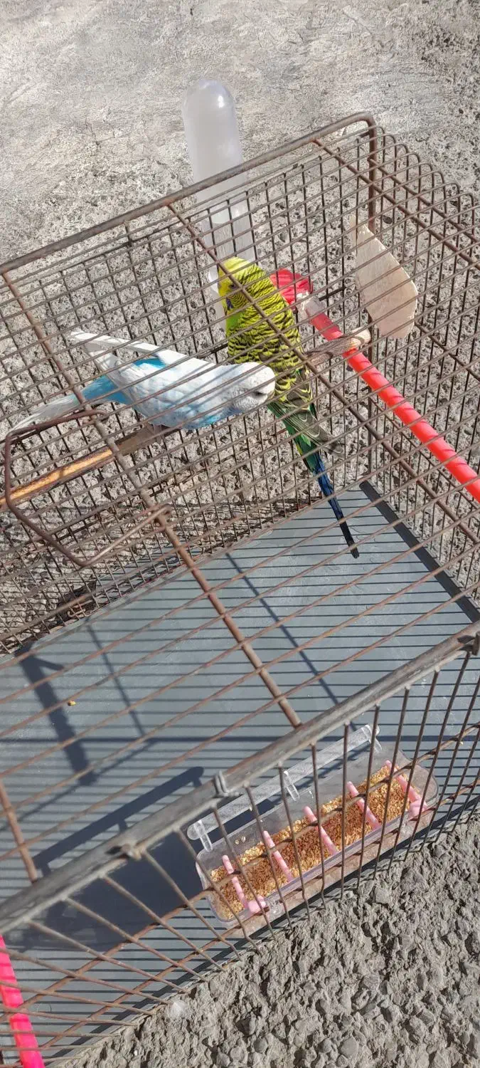 یک جفت مرغ عشق نژاد دار انگلیسی اصلی گریدA|پرنده|فردیس, داوری|دیوار