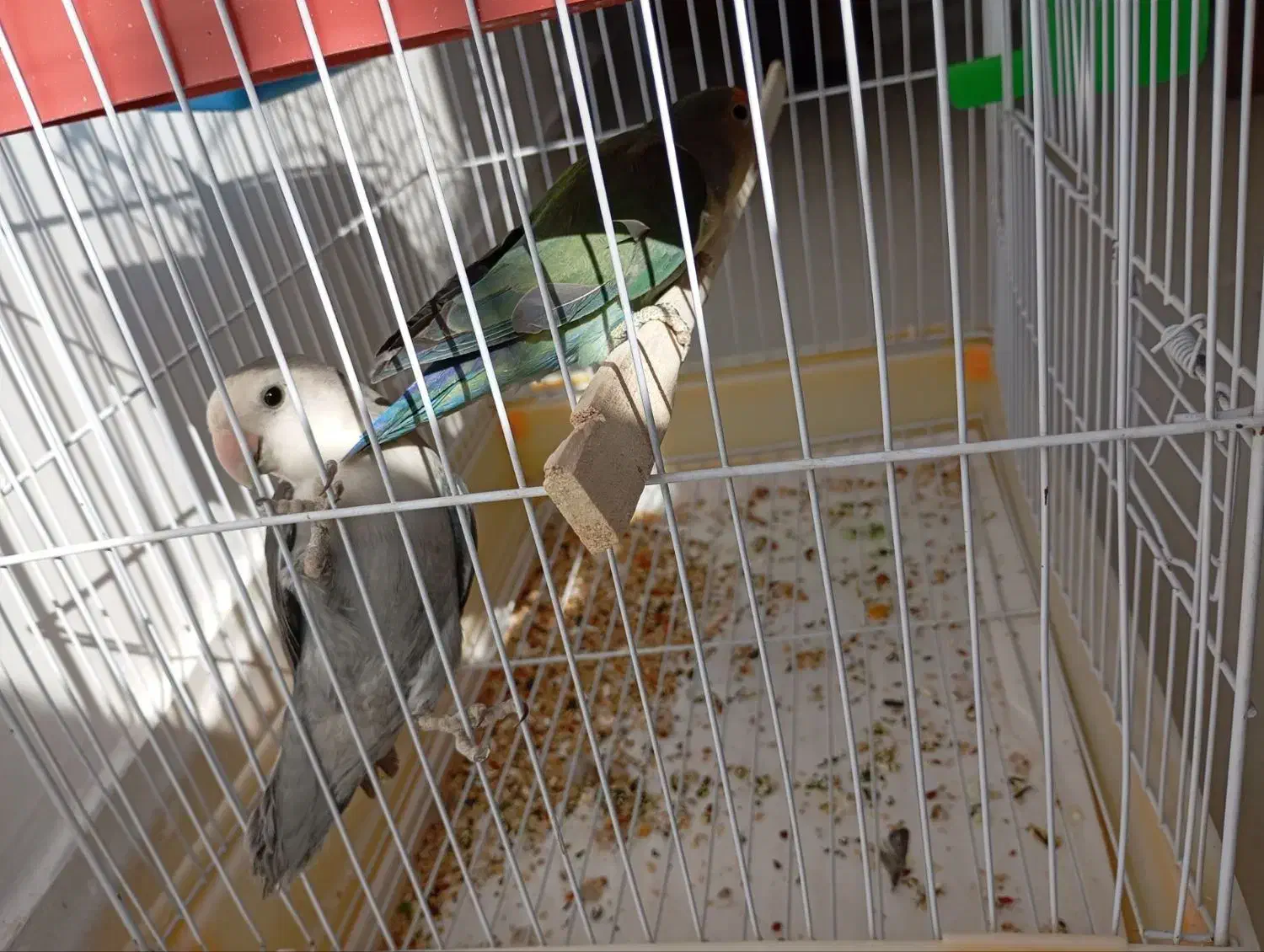 طوطی کوتوله|پرنده|بردسیر, |دیوار