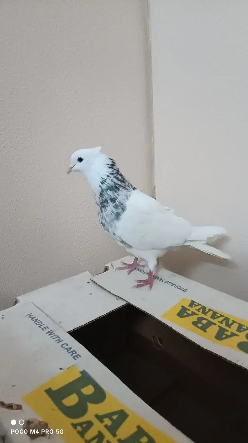 نر طوقی الماسی|پرنده|اصفهان, شهرک شهید منتظری|دیوار