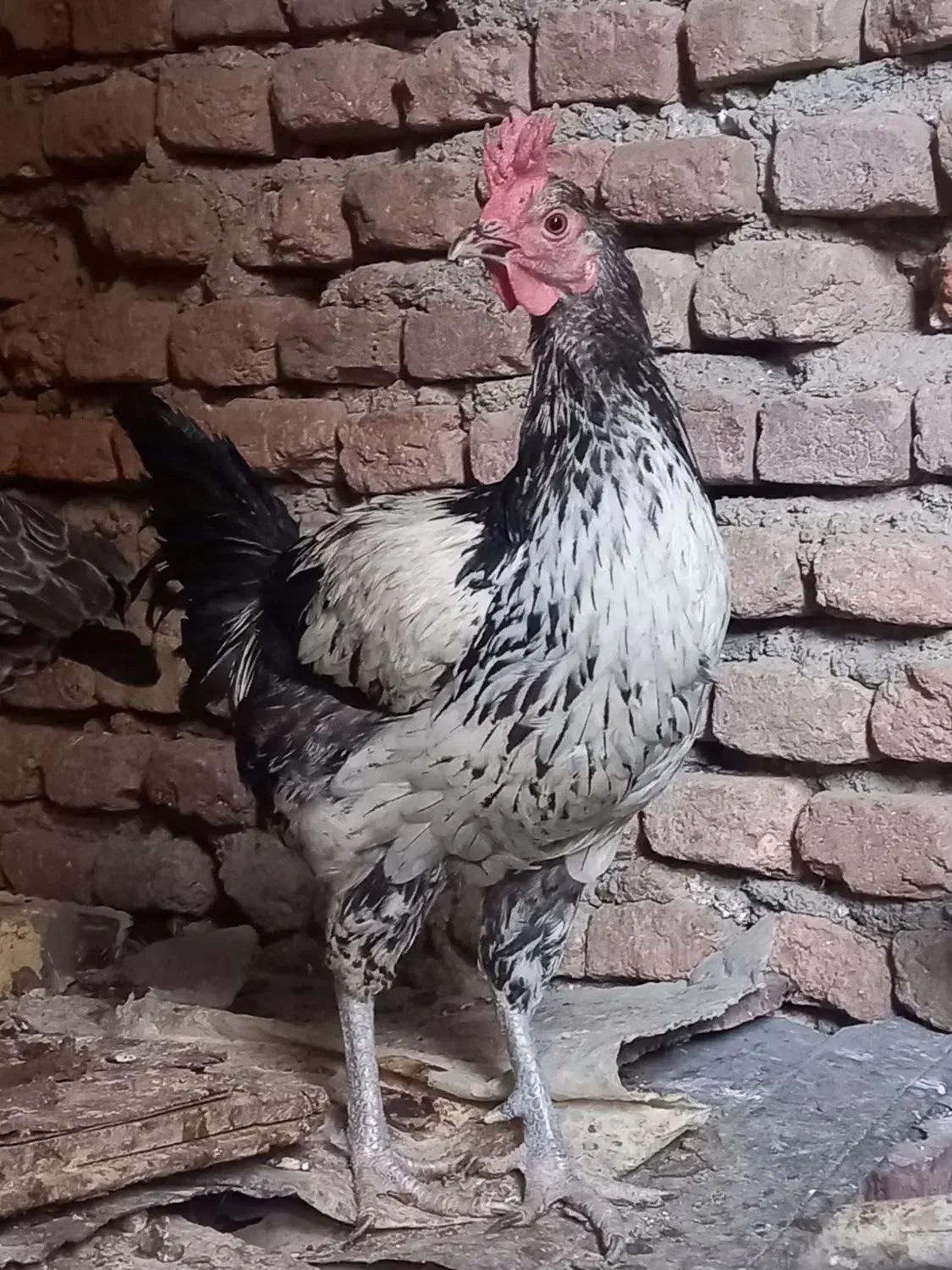 خروس|حیوانات مزرعه|کیانشهر, |دیوار