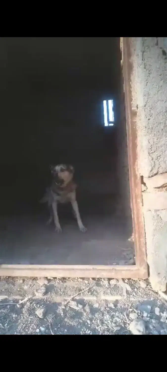 سگ نگهبان|سگ|محمدشهر, محمدشهر|دیوار