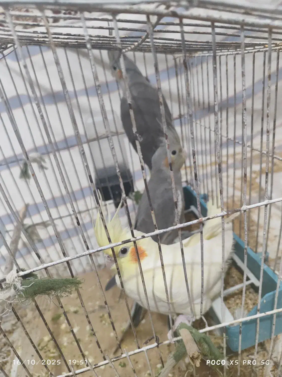 عروی هلندی با جوجه 3 و 5 ماهه|پرنده|کوه چنار, |دیوار