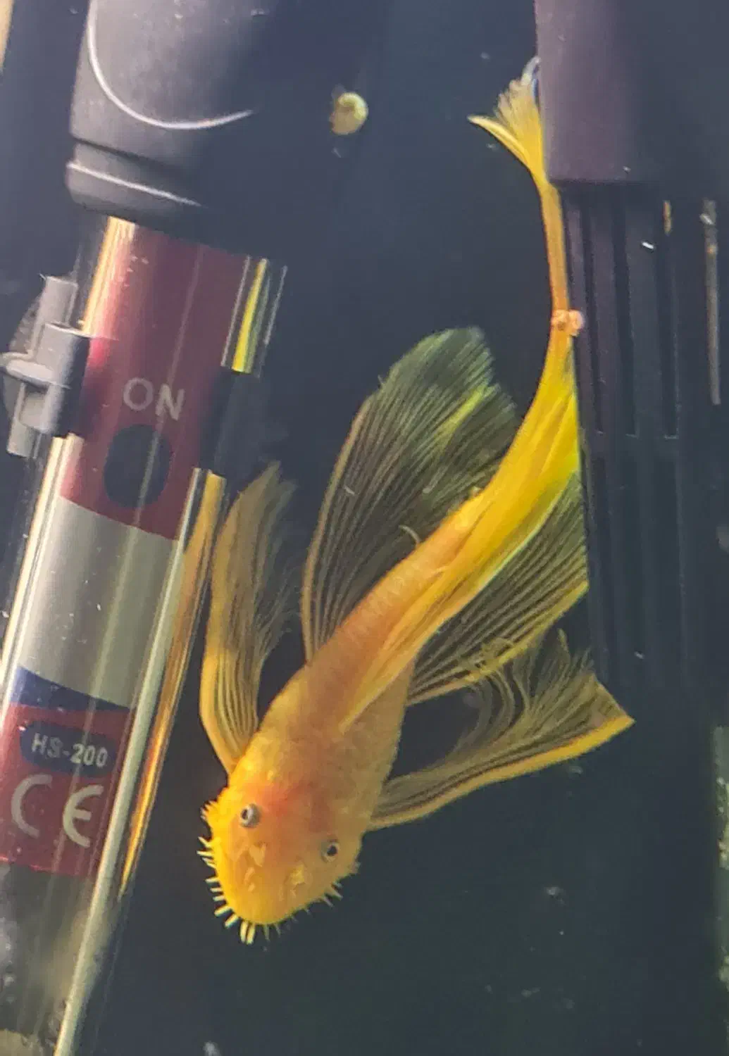 کتفیش پوزه بوته ای مولد|ماهی|اصفهان, کوی امام|دیوار