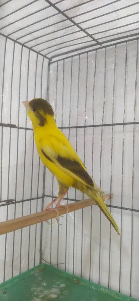 قناری. و عروس هلندی|پرنده|باقرشهر, |دیوار