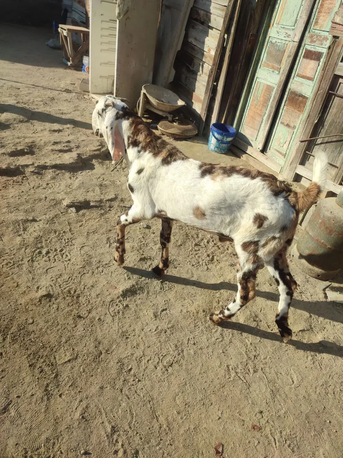 پنجاب نر رنگی برای نسل|حیوانات مزرعه|چابهار, |دیوار