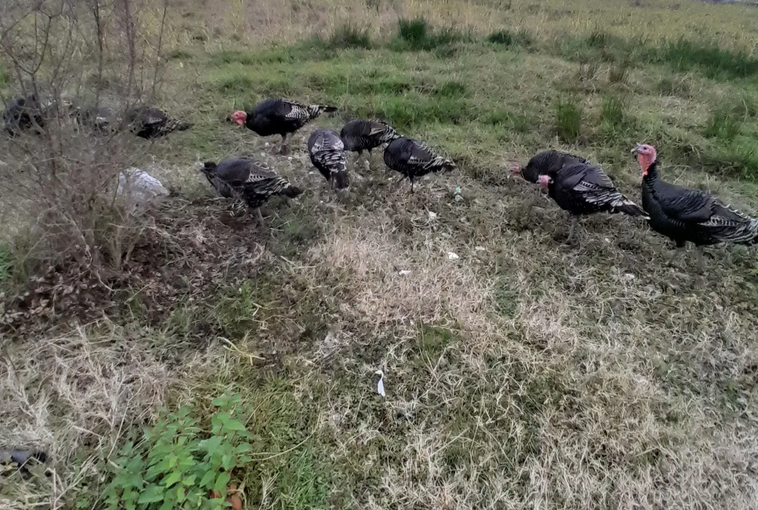 بوقلمون نر|حیوانات مزرعه|احمدسرگوراب, |دیوار