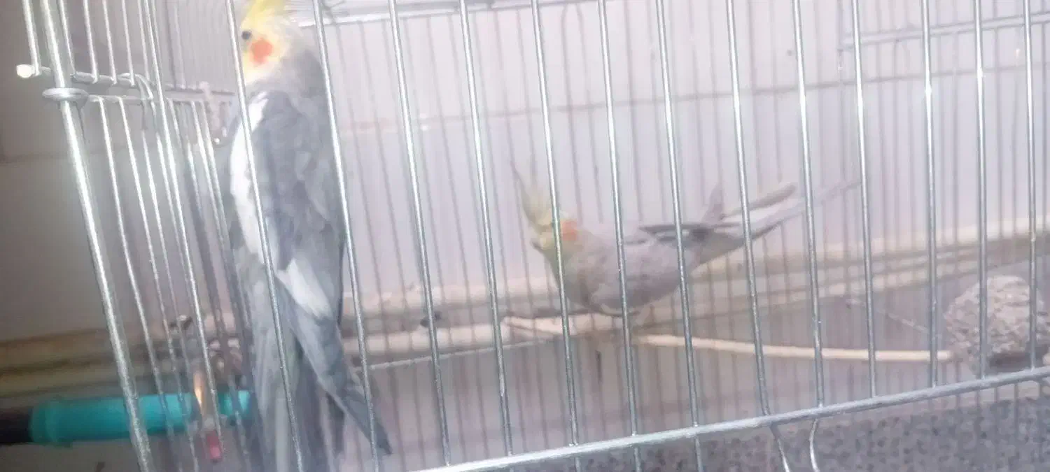 عروس هلندی|پرنده|یزدان شهر, |دیوار