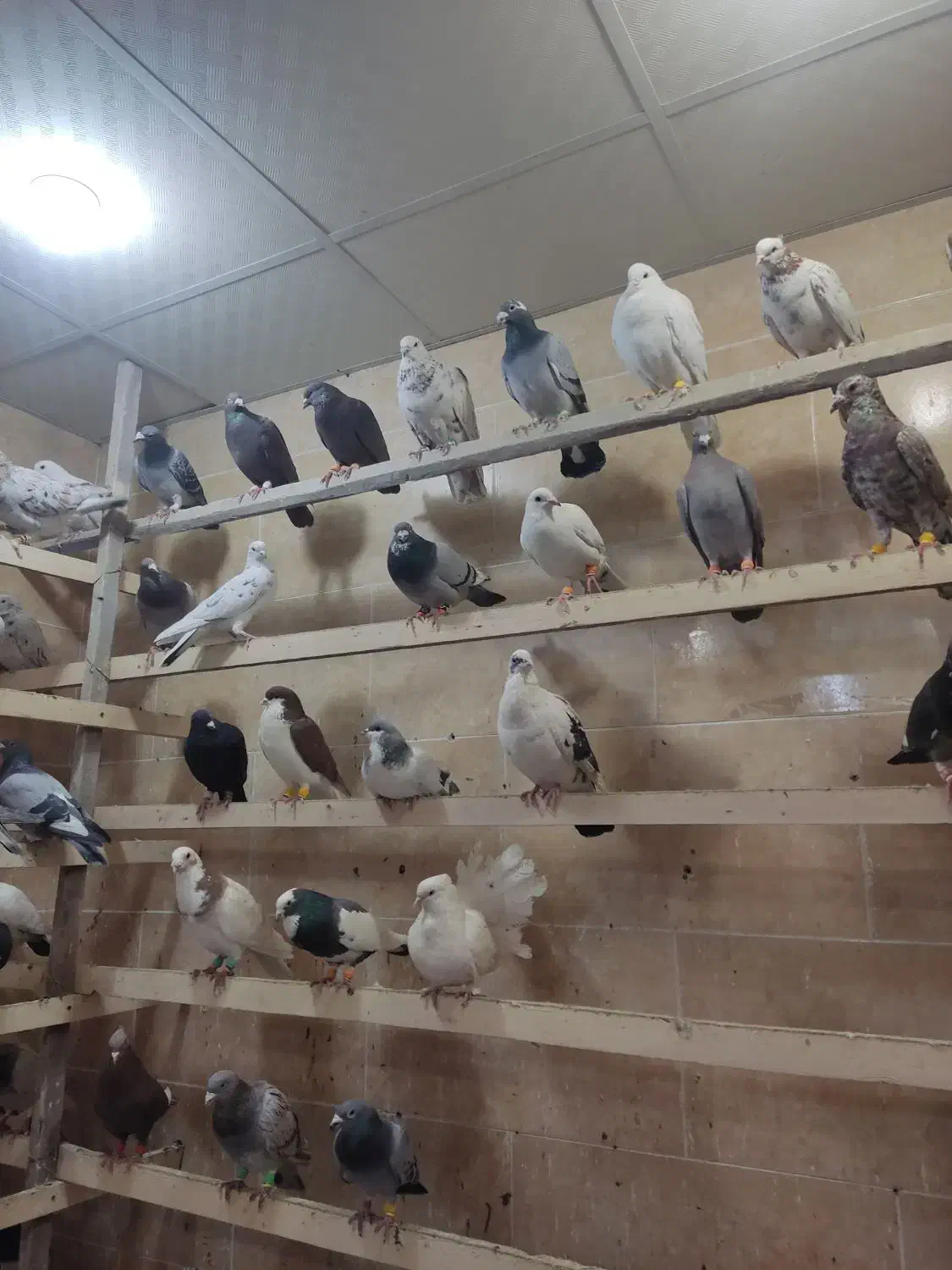 کبوتر جنکنده|پرنده|رباط‌کریم, رباط‌کریم|دیوار