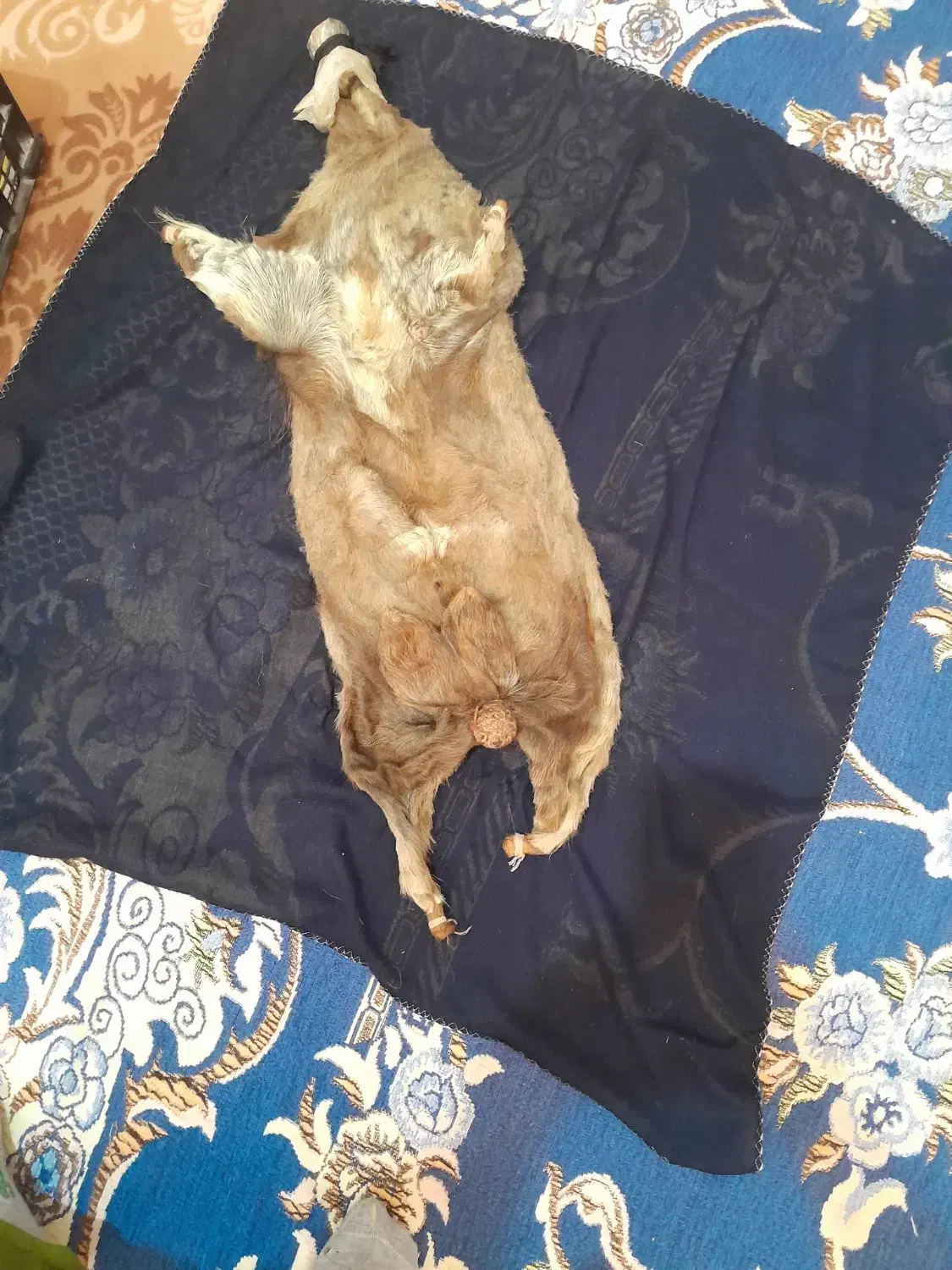 هیزه|خوردنی و آشامیدنی|اندیمشک, |دیوار