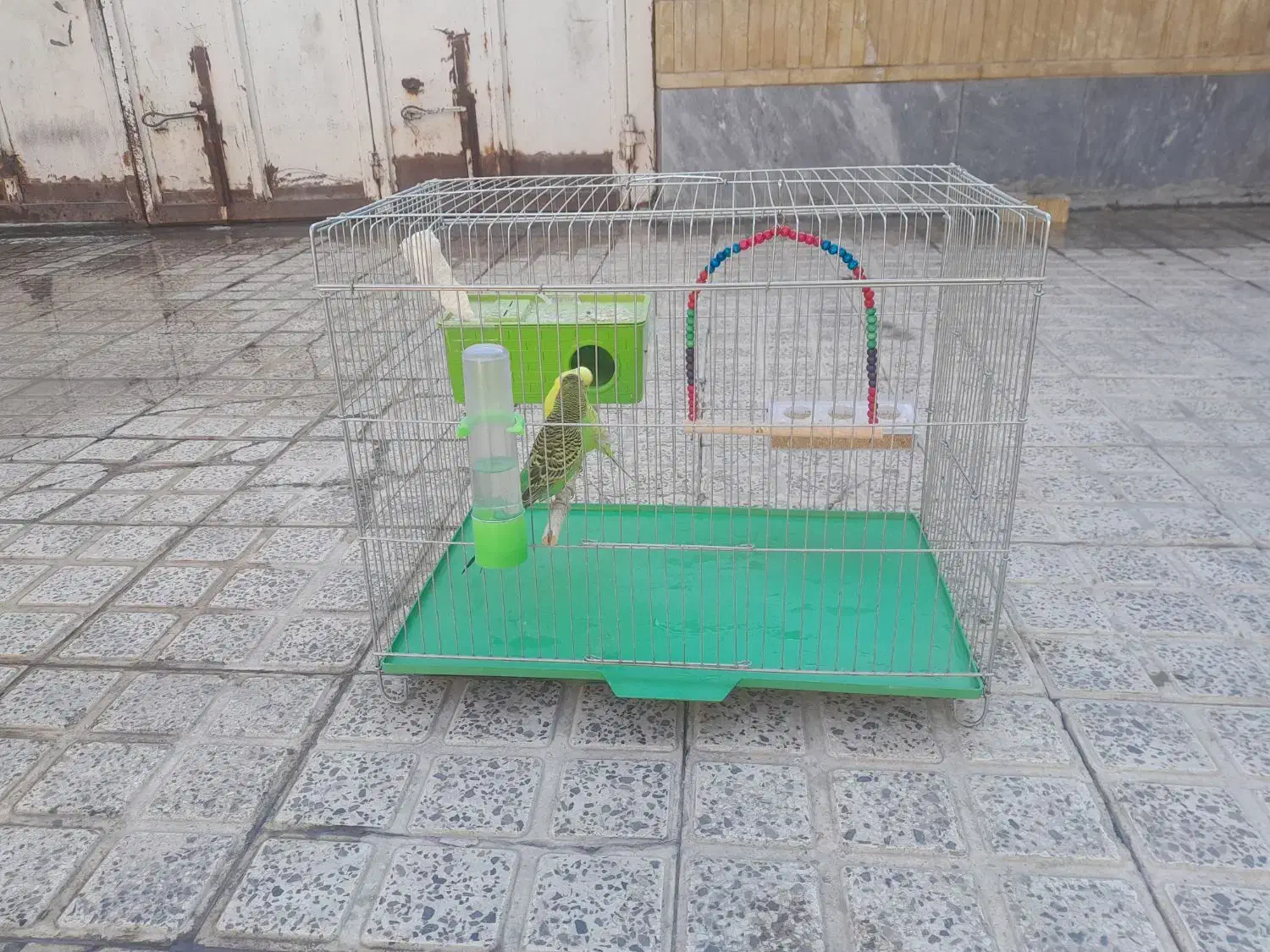 مرغ عشق|پرنده|مرودشت, ژیان|دیوار