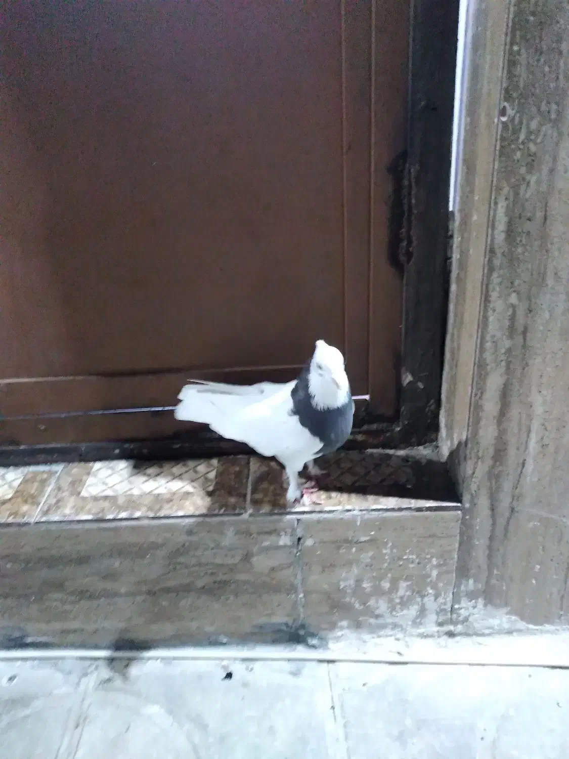 کفتر|حیوانات|فسا, |دیوار