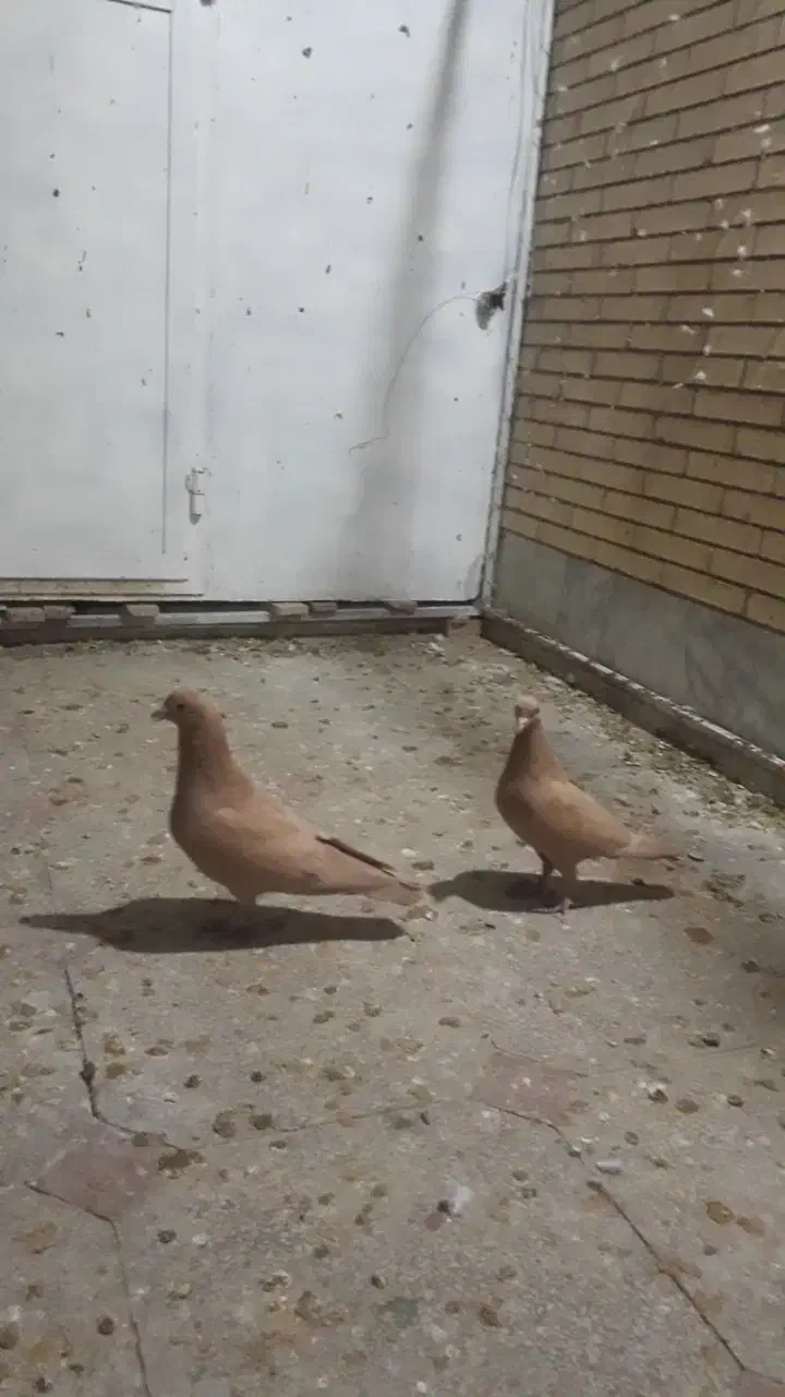 کفتر|پرنده|رفسنجان, |دیوار