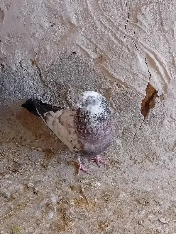 کبوتر|پرنده|شاهینشهر, حافظ جنوبی|دیوار