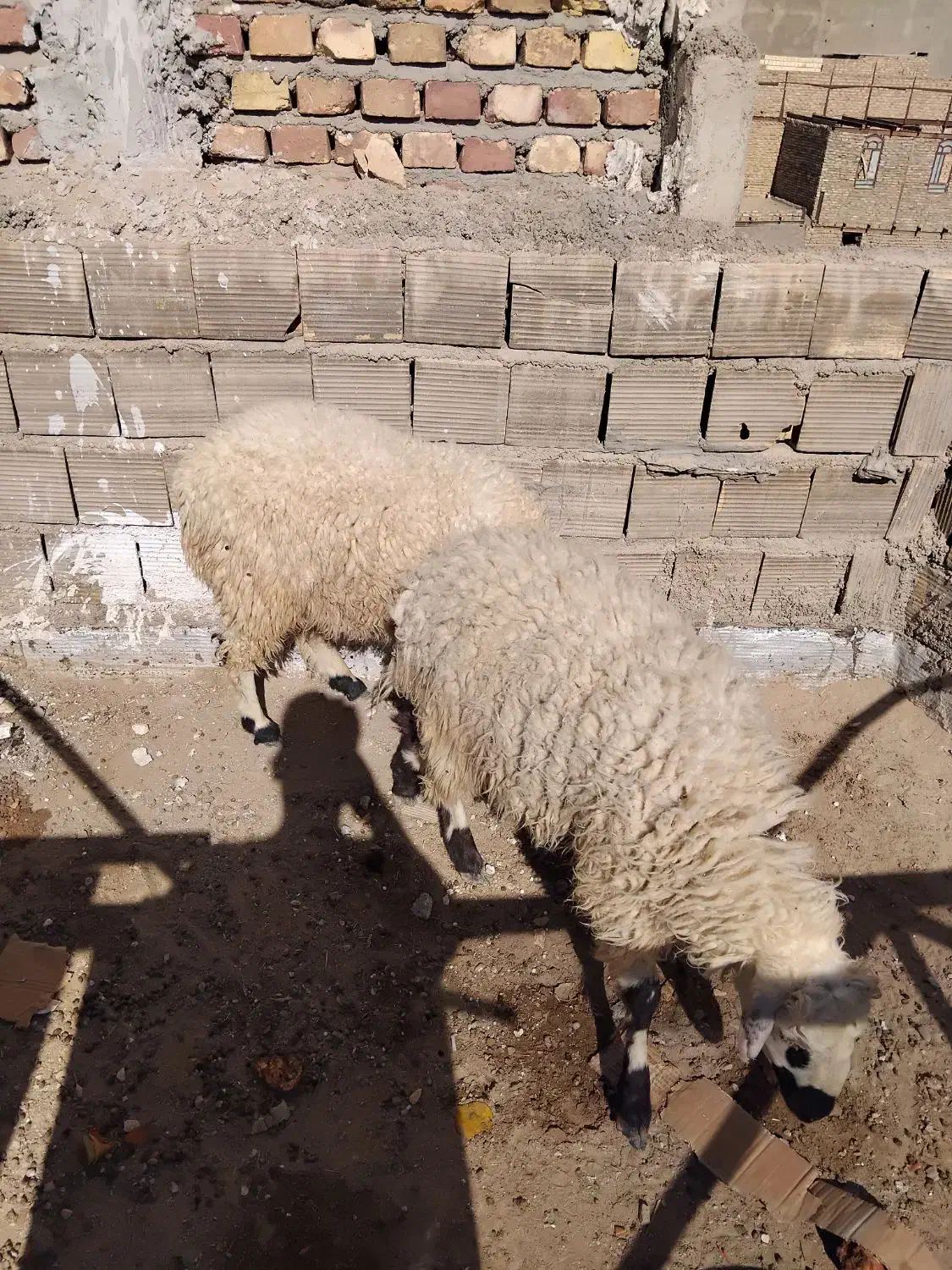 دو بره نر فروشی|حیوانات مزرعه|زابل, |دیوار