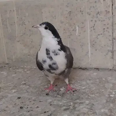 ماده سینه گلین|پرنده|اصفهان, سرچشمه|دیوار