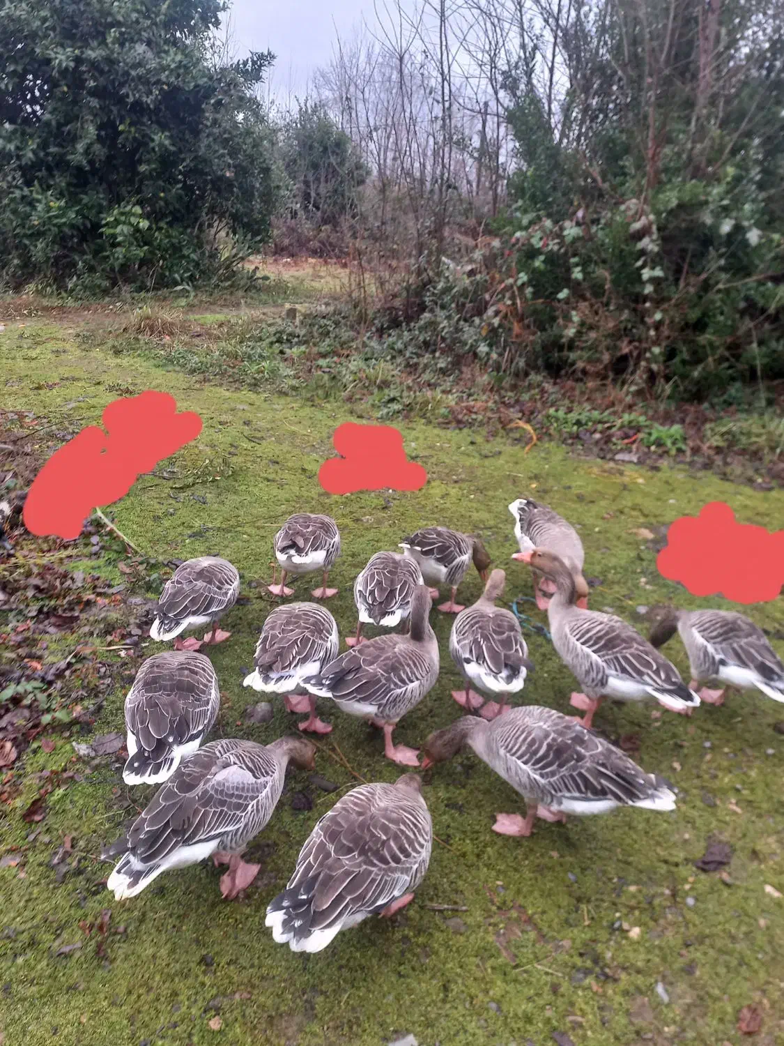 فروش غاز نمای اصل|حیوانات مزرعه|فومن, |دیوار