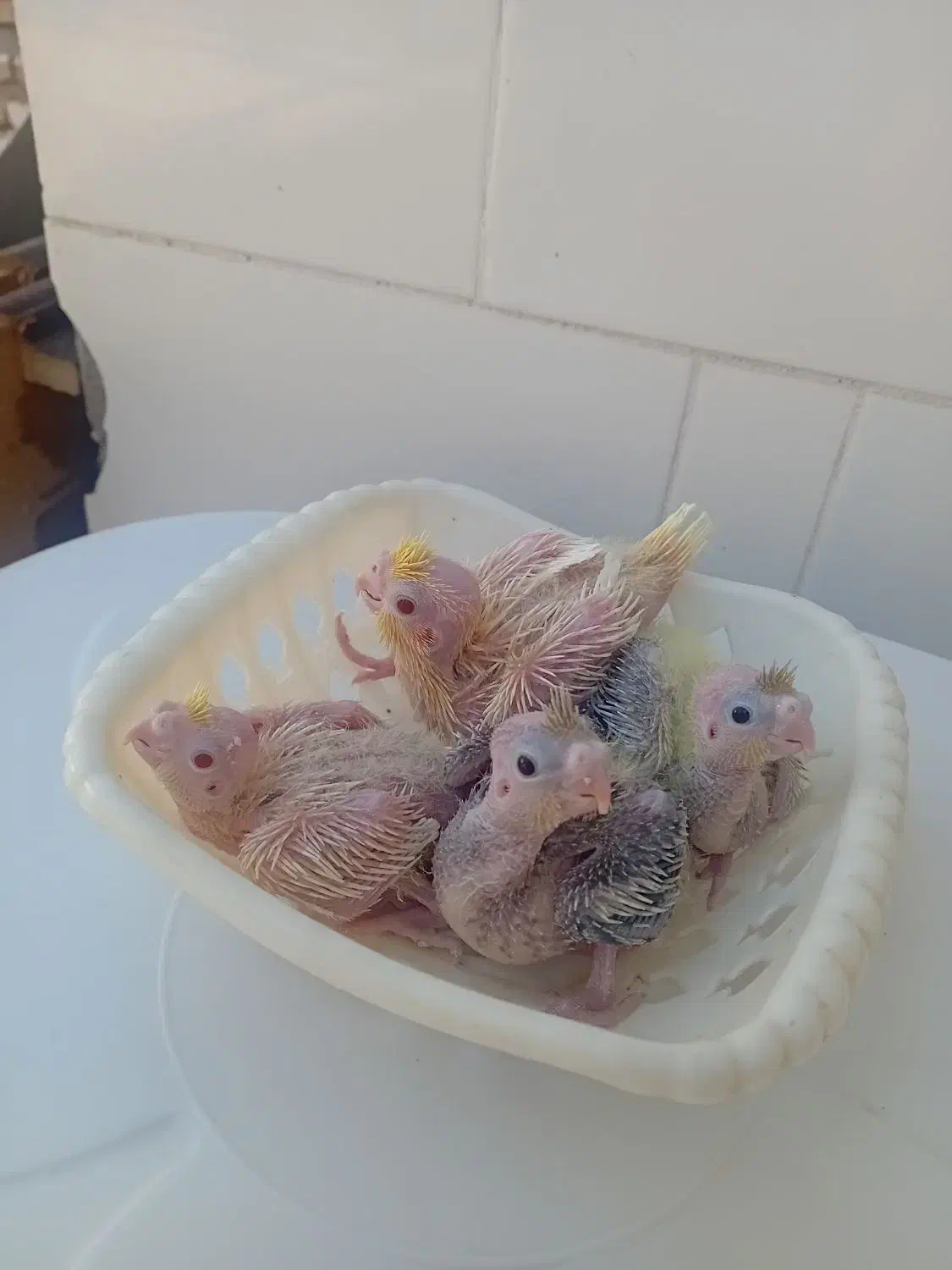 جوجه عروس هلندی ۲۵ روزه ۳۸۰|پرنده|دهلران, |دیوار