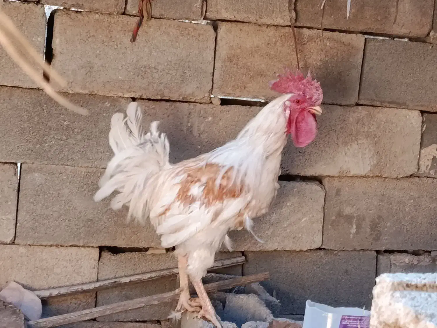 دورگه|حیوانات مزرعه|پاسارگاد, |دیوار