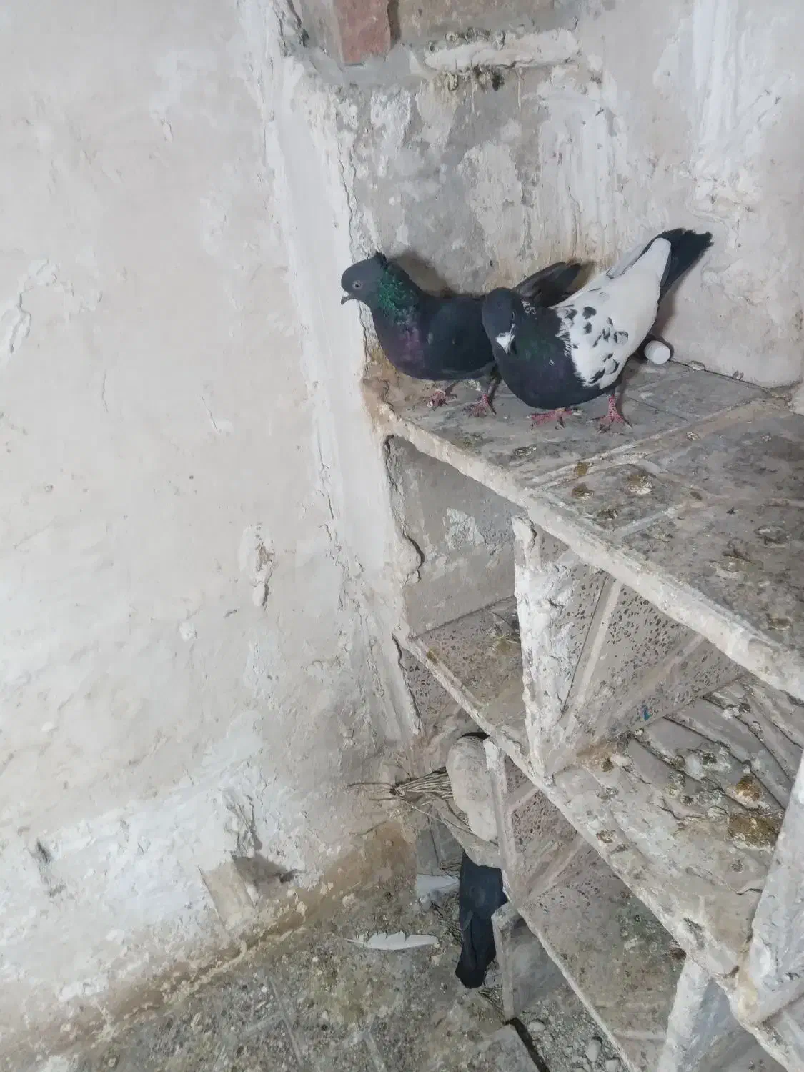 کفتر طوقی|پرنده|اردبیل, |دیوار