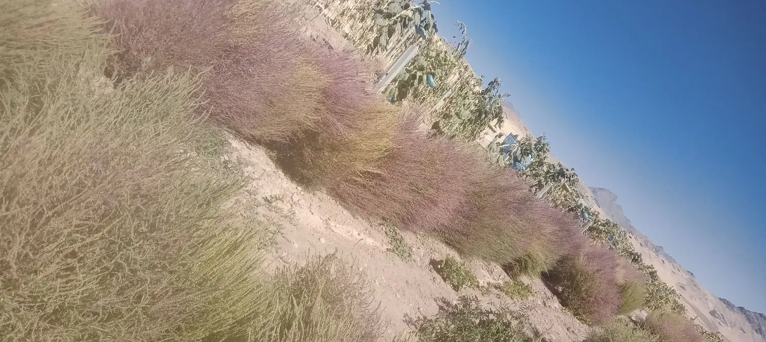 جارو|جاروبرقی، جارو شارژی، بخارشو|باوله, |دیوار