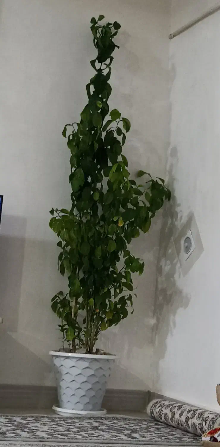 گل طبیعی|گل و گیاه طبیعی|دهگلان, |دیوار