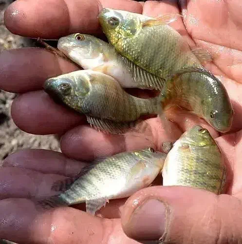 فروش ویژه بچه‌ماهی تیلاپیا|ماهی|فردوس (خراسان), |دیوار