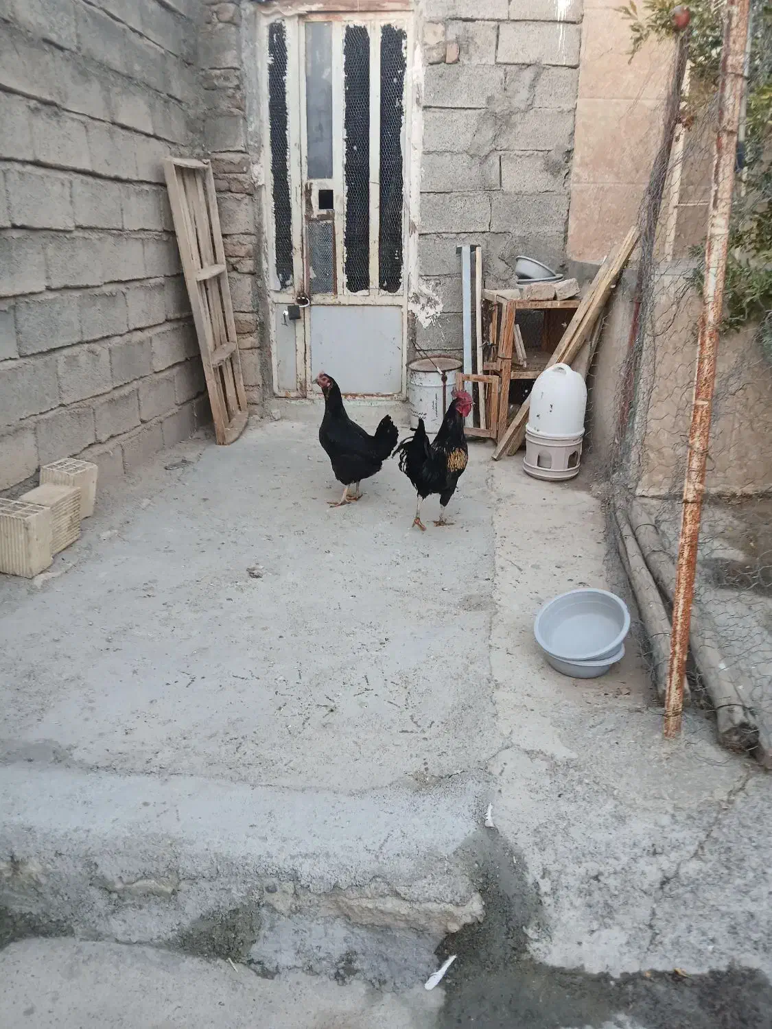 مرغ وخروس|حیوانات مزرعه|چگنی, |دیوار