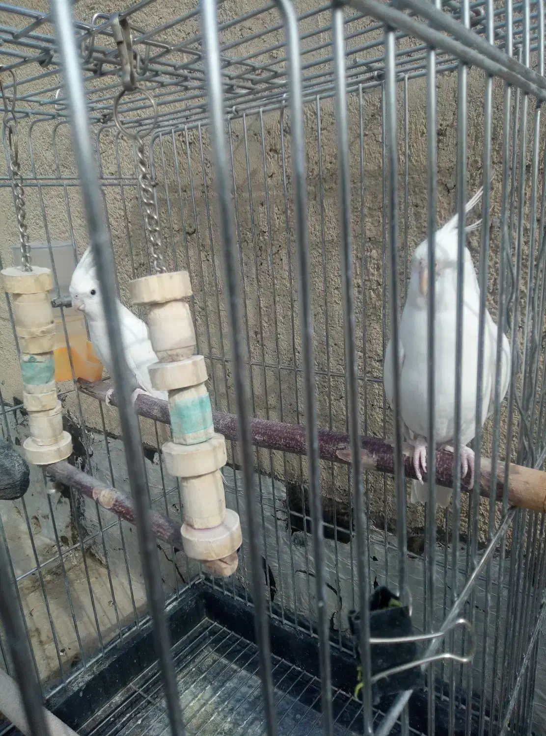 عروس هلندی جفت|پرنده|شهریار, شهریار|دیوار