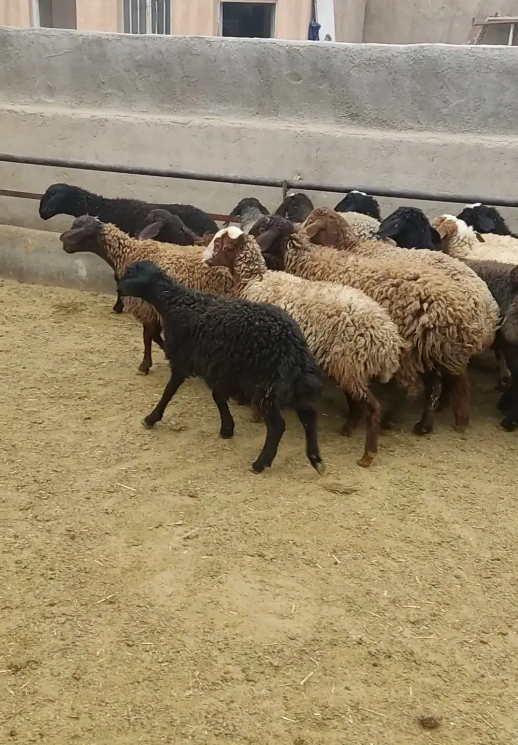 بره ماده مهربان وشالی وافشار|حیوانات مزرعه|سلفچگان, |دیوار