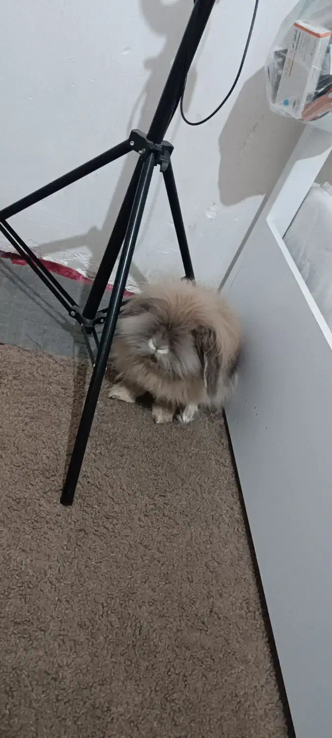 خرگوش لپ|موش و خرگوش|آبادان, |دیوار