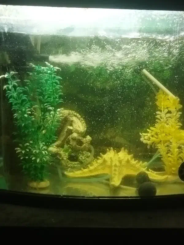 آکواریوم باوسایل کامل|ماهی|بومهن, |دیوار