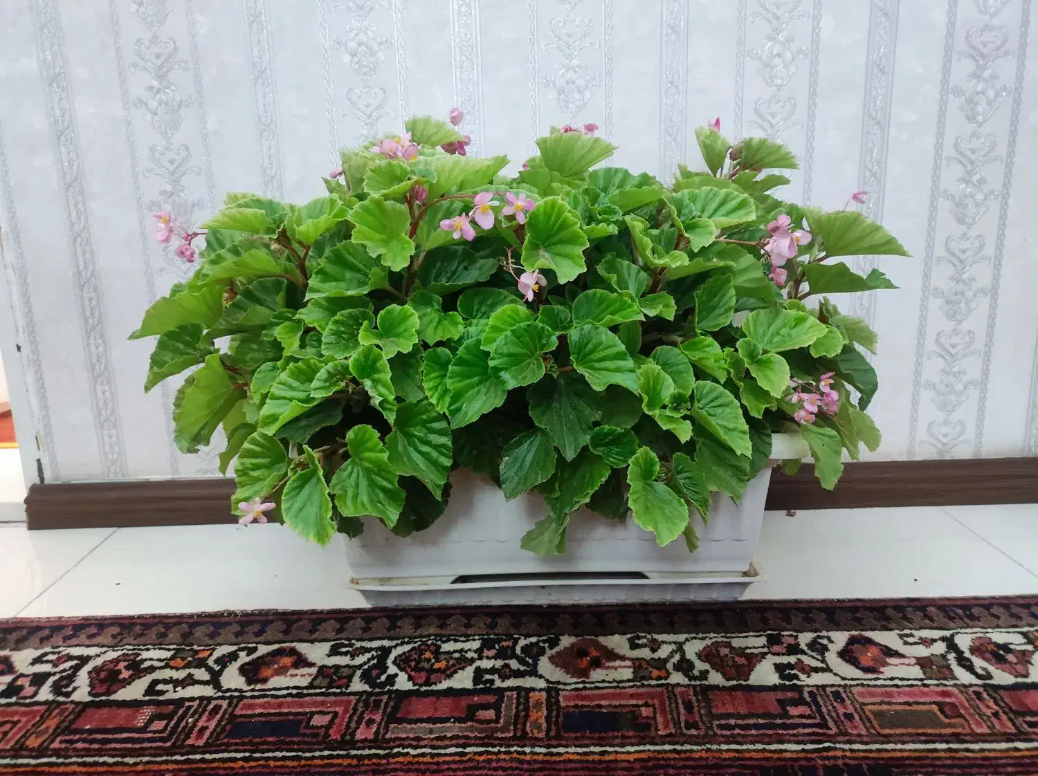 گل بگونیای عروس|گل و گیاه طبیعی|کندوان, |دیوار