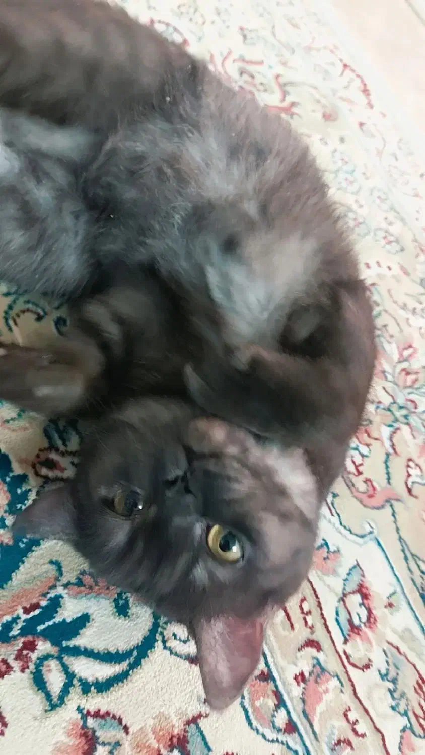 گربه اسکاتیش بلک|گربه|نیشابور, شریعتی|دیوار