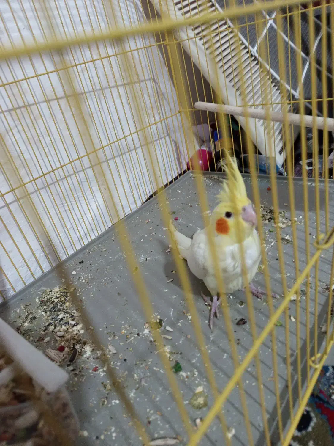 عروس هلندی نر|پرنده|لامرد, |دیوار