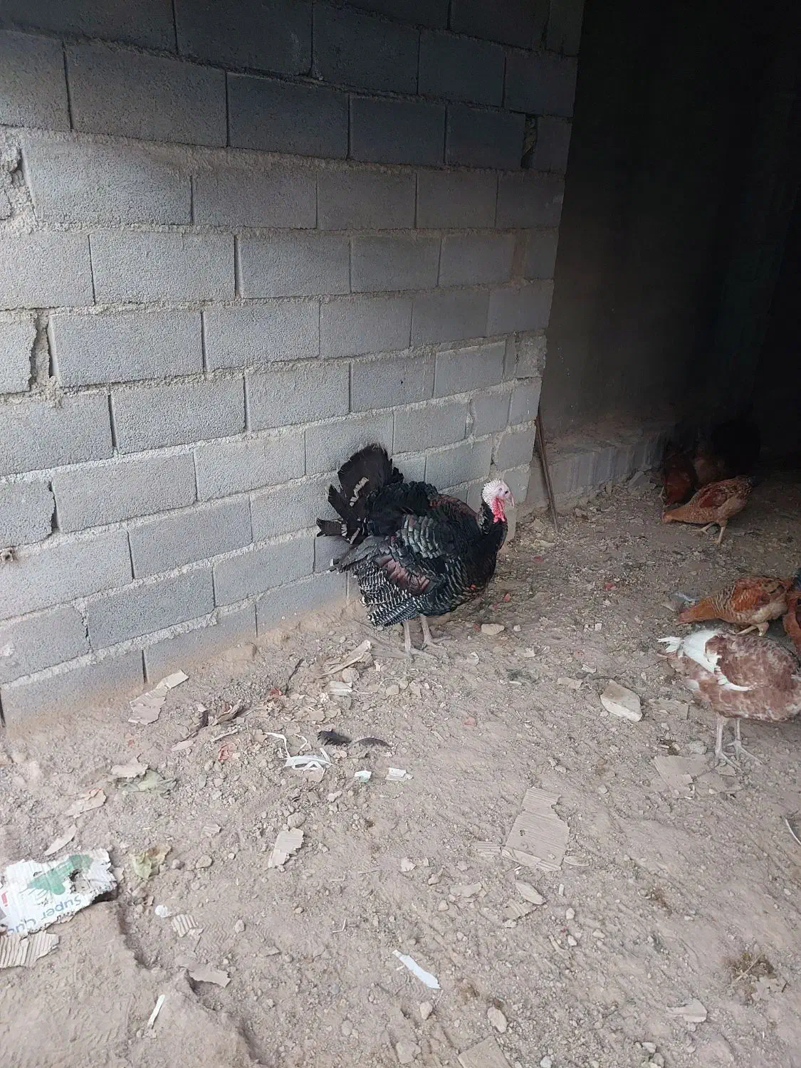 مرغ محلی با خروس و بقلمون|حیوانات مزرعه|دینور, |دیوار