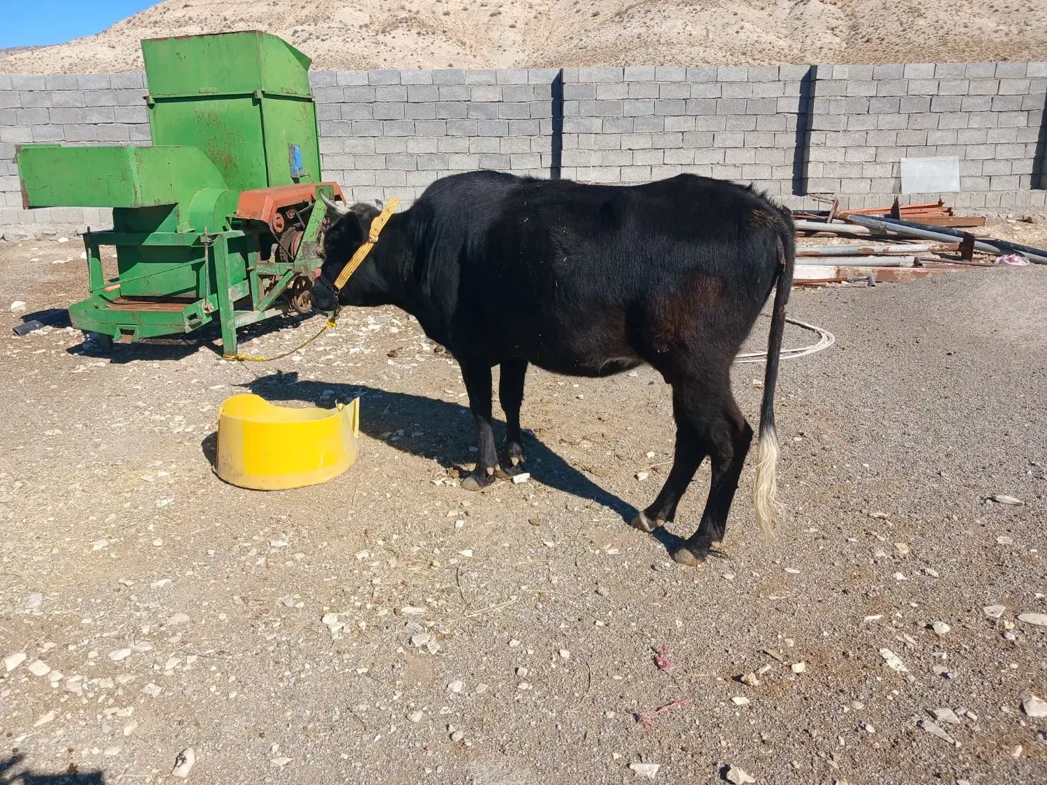 گاو ابستن|حیوانات مزرعه|ملکشاهی, |دیوار